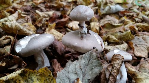 Close-up of mushrooms