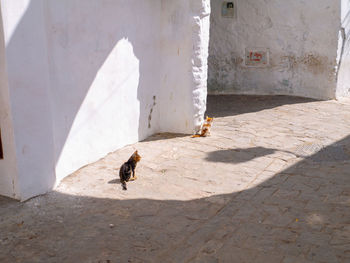 2 cats in the sun in a back alley of tetouan, morocco, looking like they are planning a big trip