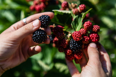 Cropped image of hand holding strawberries