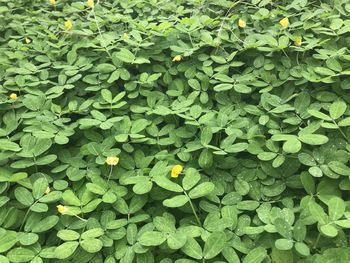 Full frame shot of flowering plant on field