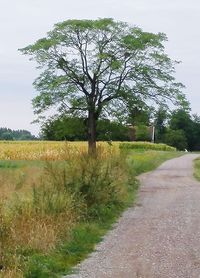 Road amidst trees against sky