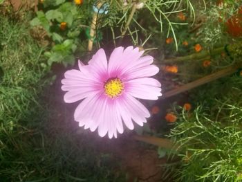 High angle view of cosmos flower blooming outdoors