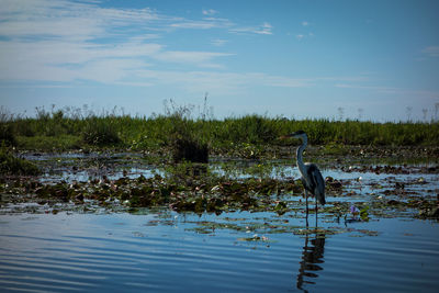 View of bird in lake