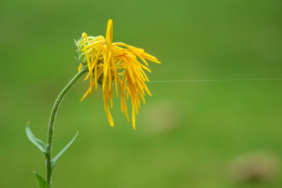 Close-up of yellow flowering plant