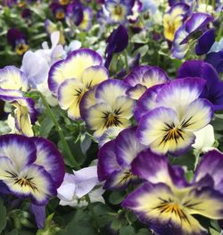 Close-up of purple flowering plants in park