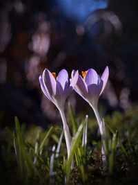 Close-up of purple crocus flowers on field