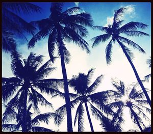 Low angle view of palm trees against sky