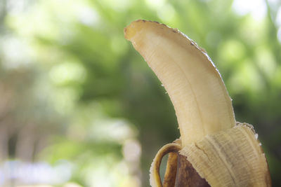 Close-up of snail on plant