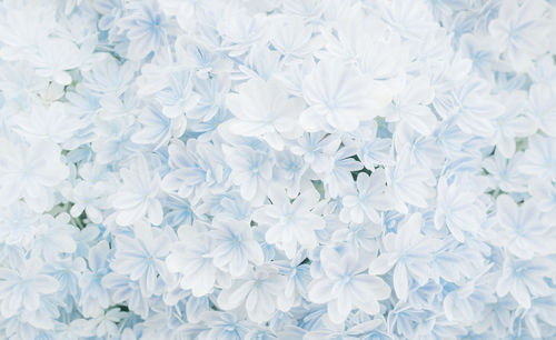 Full frame shot of white flowering plant