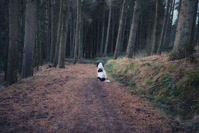 Dog in a forest