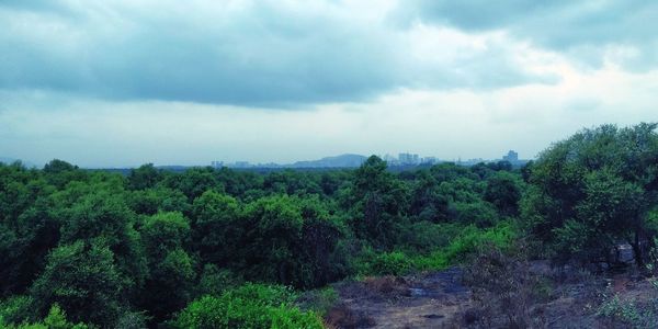 Scenic view of forest against sky