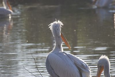 View of pelican on lake