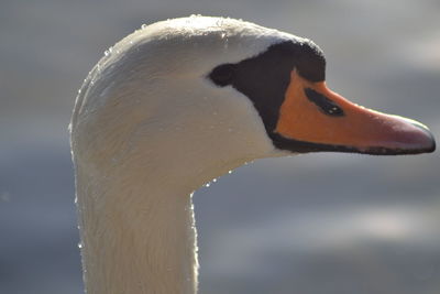 Close-up of swan swimming in lake