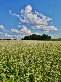 Scenic view of field against cloudy sky