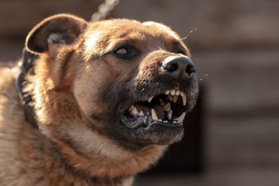 Close-up of dog looking away