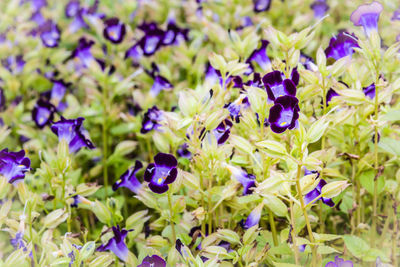 Close-up of purple flowering plants