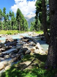 Stream passing through forest