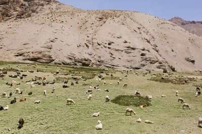 Flock of sheep grazing on field