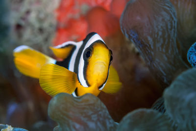 Close-up of fish in sea