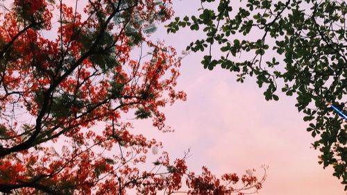 Low angle view of flowering tree against sky