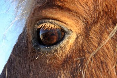 Close-up of horse eye