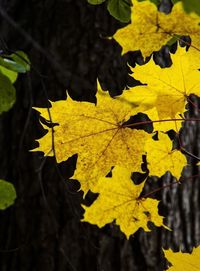 Close-up of leaves on ground