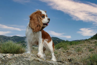 Low angle view of a young cavalier king charles dog, female, blenheim , blue sky with copy space