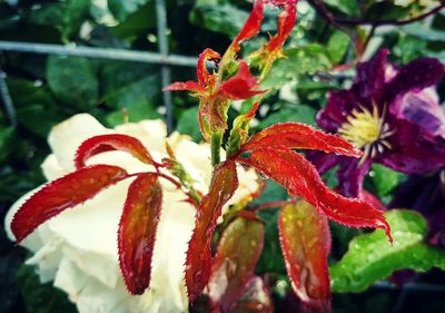 Close-up of red flowers