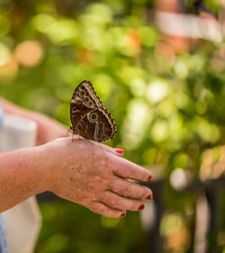 Close-up of hand holding butterfly against blurred background