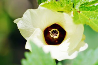 Close-up of flowering plant