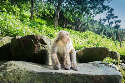 Cat sitting on rock