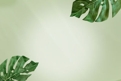 Close-up of leaves against white background