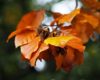 Close-up of orange leaves on plant during autumn