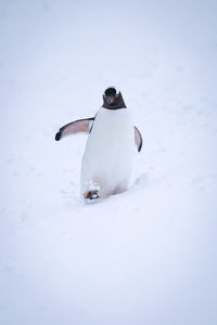 Gentoo penguin waddles through snow lifting flipper