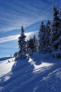 Pine trees on snow covered land against sky