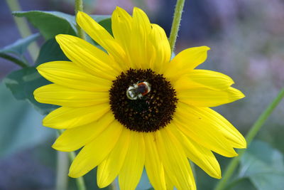 Close-up of insect on yellow flower