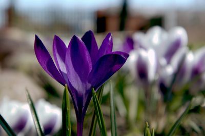 Close-up of purple crocus flower