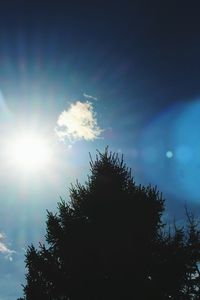 Sun shining through trees