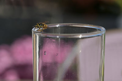 Close-up of insect on glass