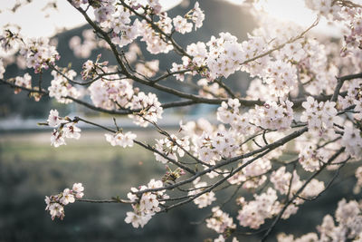 Cherry blossoms in spring