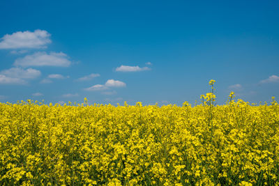 Scenic view of oilseed rape field against blue sky