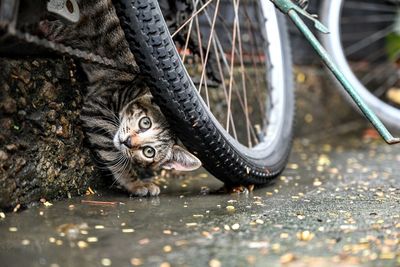 Monkey in a bicycle