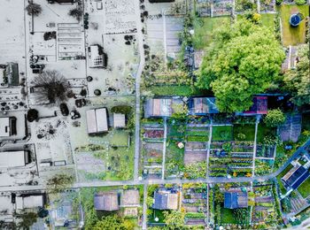 Trees in city