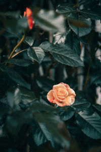 Close-up of rose blooming outdoors