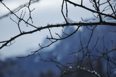 Close-up of branches against sky