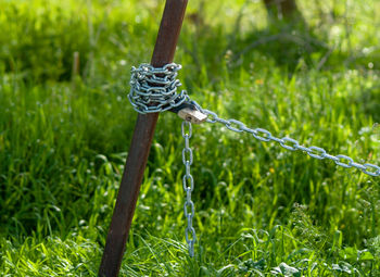 Close-up of rope on plant in field