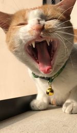 Close-up of cat yawning