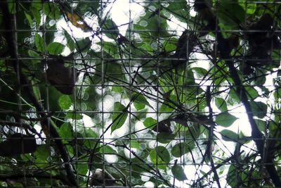 Close-up of tree in forest