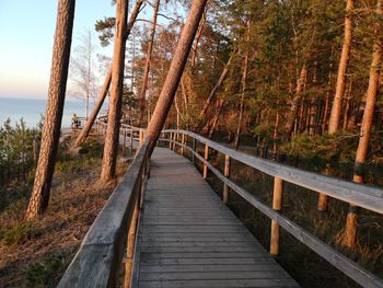 Boardwalk amidst trees in forest