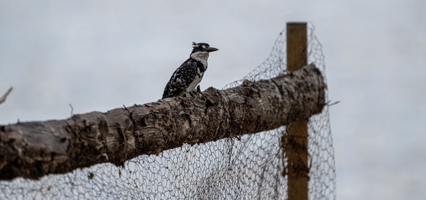 Low angle view of bird perching on wooden post